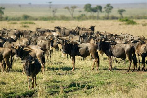 Wildebeest Facts | Wildebeest Migration | DK Find Out