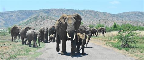 Pilanesberg National Park Safari - African Tracks Safaris