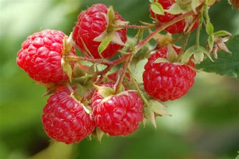 Dorma Red Raspberry Plant | Ison's Nursery & Vineyard