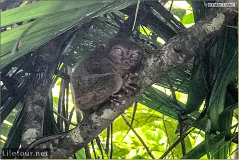 Tarsier Conservation Center • Fabio’s LifeTour