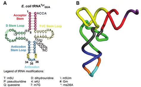 (A) Sequence and secondary structure of E. coli tyrosyl tRNA molecule.... | Download Scientific ...