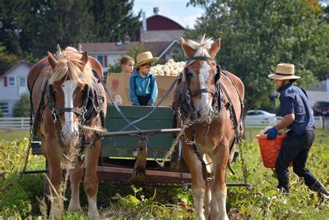 Harvesting pumpkins in 2021 | Amish farm, Horses, Animals