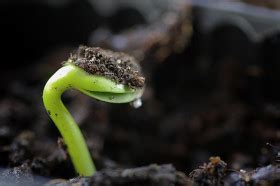 How Do Seeds Sprout? | Wonderopolis