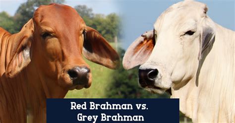 Grey Brahman vs. Red Brahman - BRC Ranch