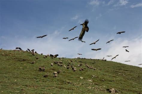 CONFESSIONS OF A FUNERAL DIRECTOR » Tibetan Sky Burial: 36 Photos