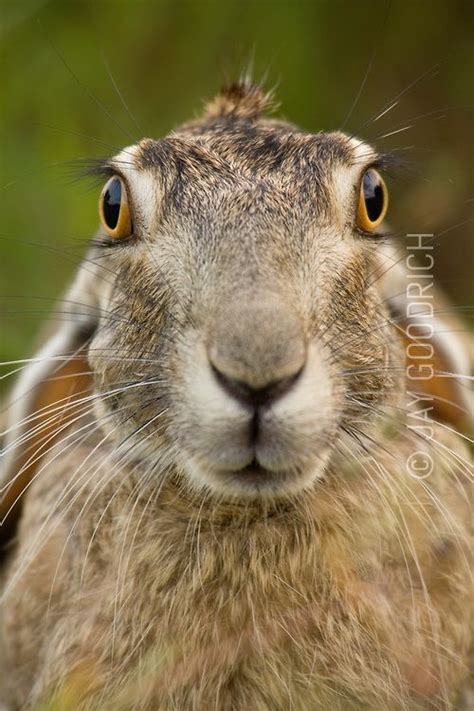 What rabbits look like when they see my Salukis coming! LOL - black_tailed_jackrabbit.tif ...