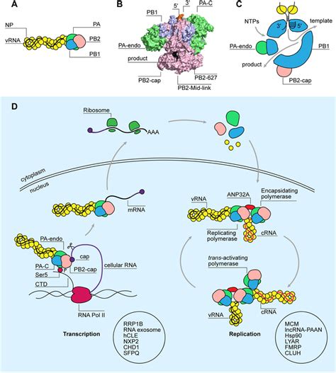 Rna Polymerase Structure And Function