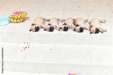 Cute puppies Pug sleeping together in front of house after eat feed Stock Photo | Adobe Stock