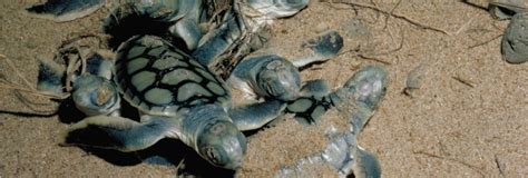 Turtle Nesting - Port Hedland | Australia's North West