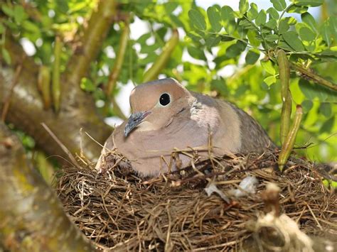 Mourning Dove Nesting (Behavior + Location) | Bird Fact