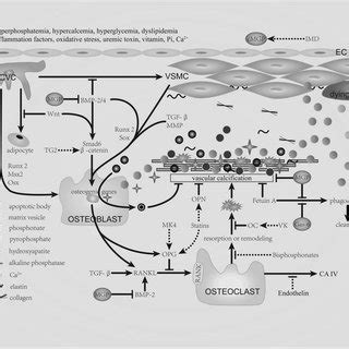 Regulation of vascular calcification. Vascular calcification is an ...