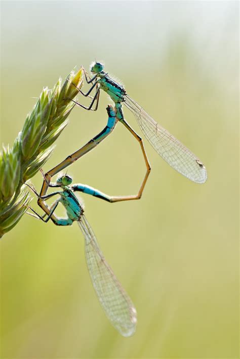 Damselflies - Love is... | Quite acrobatic. | Umberto Salvagnin | Flickr