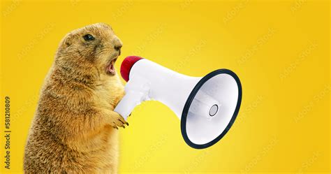 Foto de Funny gopher is holding a loudspeaker and screaming. Creative idea, management and ...