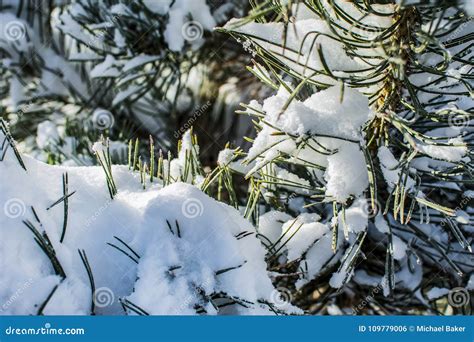 Evergreens in the Snow stock photo. Image of winter - 109779006