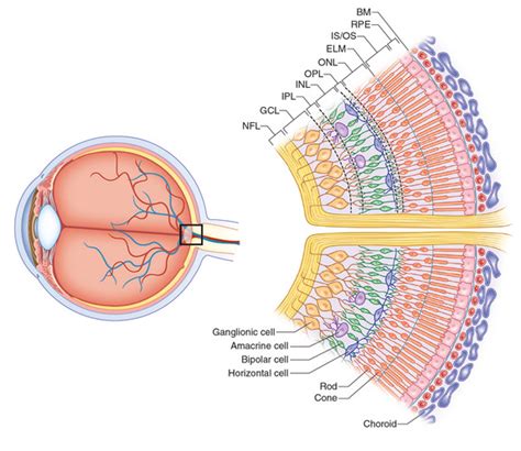 Normal Retinal Anatomy - The Retina Reference