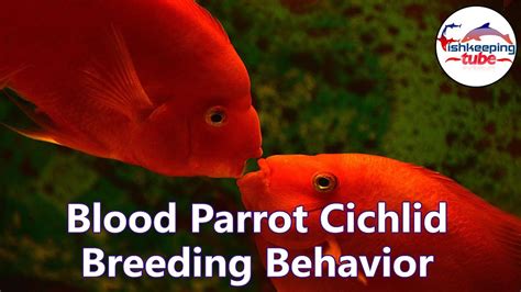 Blood Parrot Cichlid Breeding Behavior | Kissing Sence 🐟 - YouTube