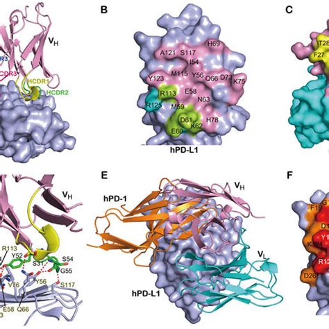 PD-L1 expression and response to PD-1/PD-L1 inhibitors in NSCLC ...