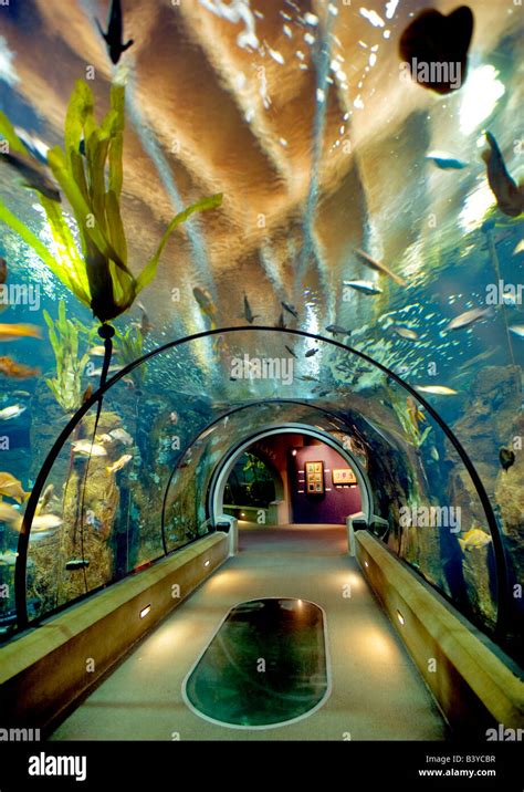 Sea life aquarium Oregon Coast Aquarium Newport Oregon Stock Photo - Alamy