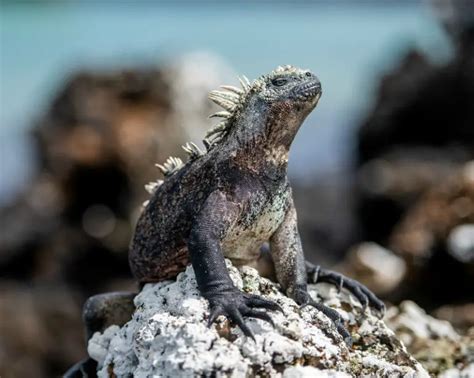 Wildlife of the Galapagos Islands - The Ultimate Travel Guide