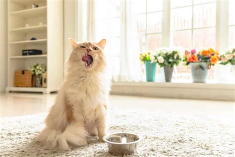 Food Allergies in Cats: Common Symptoms & How to Treat Them