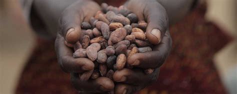 The Cargill Cocoa Promise | Sustainable Cocoa | Cocoa & Chocolate | Cargill