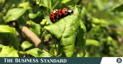 California ladybug swarm dozens of miles wide shows up on radar | The ...