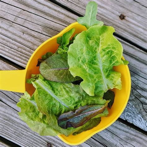 How to Harvest Lettuce So It Keeps Growing - Leaf Lettuce & More