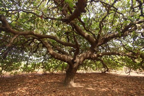 Benefits of the Cashew Tree - Cool Earth