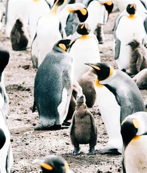 11 Baby Penguin Facts: Life in the Antarctic Nursery