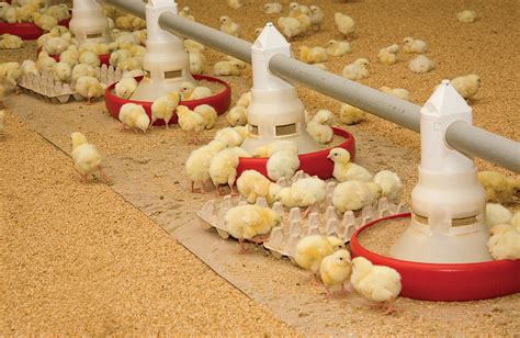 Broiler Chickens And Their Life - ORIENTATION ON HOW TO REAR ANIMALS