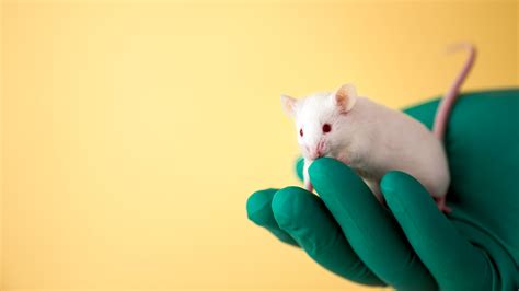 Millions of animals may be missing from scientific studies | Science | AAAS