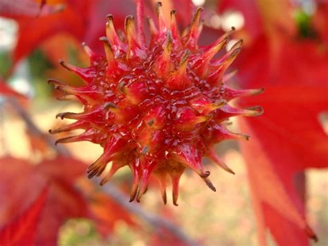 Sweetgum fruits have fall colors, too | I guess I had paid t… | Flickr