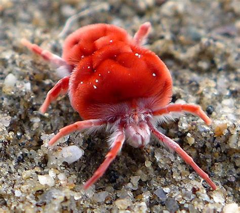 Anza-Borrego station for Giant Red Velvet Mite - Dinothrombium - BugGuide.Net