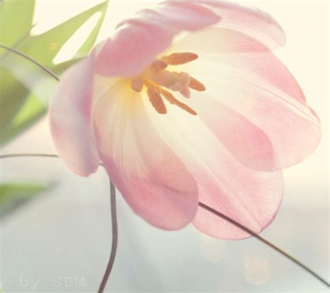 Pastel Flower Wallpapers - Top Free Pastel Flower Backgrounds - WallpaperAccess