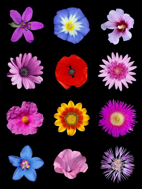 File:Colored flowers b.jpg - Wikimedia Commons