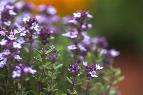 Thymus vulgaris - BBC Gardeners World Magazine