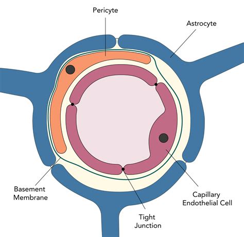 Cerebrospinal Fluid (CSF) & Blood-Brain Barrier (BBB) Physiology ...