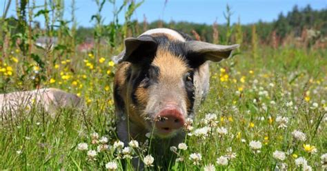 220+ of the Best Pig Names - Bee Named