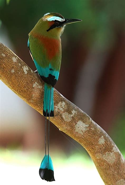 Turquoise browed motmot - Alchetron, the free social encyclopedia