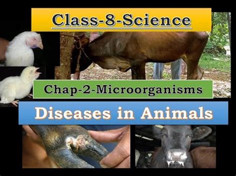 Disease Causing Microorganisms in Animals & Plants - CBSE Class 8 ...