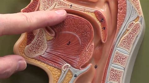 Head sagittal section (close up) - YouTube