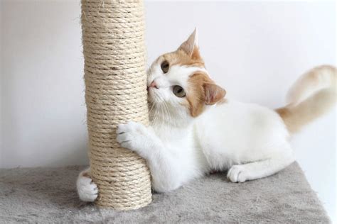 Why is My Cat Scratching? | Comfort Zone