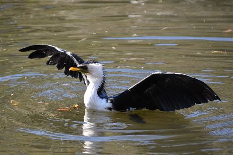 Australian pied cormorant | Susan Pride | Flickr