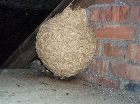 Wasps Nest Removal | Midlands Wasp Nest Removal | Complete Pest Control