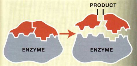 Enzymes without which there is no I... - BIOChemReview