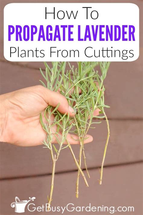 Propagating Lavender Cuttings In Soil Or Water - Get Busy Gardening