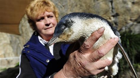 Granite Island penguins facing extinction | news.com.au — Australia’s ...