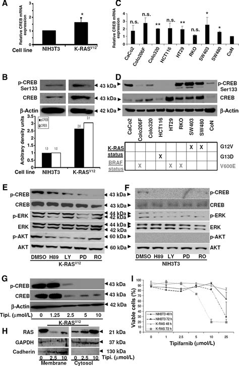 Constitutive and inhibitor-regulated CREB mRNA and protein expression ...