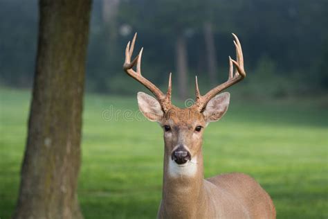 12 Point Buck Deer Stock Photos - Free & Royalty-Free Stock Photos from Dreamstime