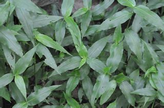 Edible: Dayflower, Asiatic [Commelina communis]